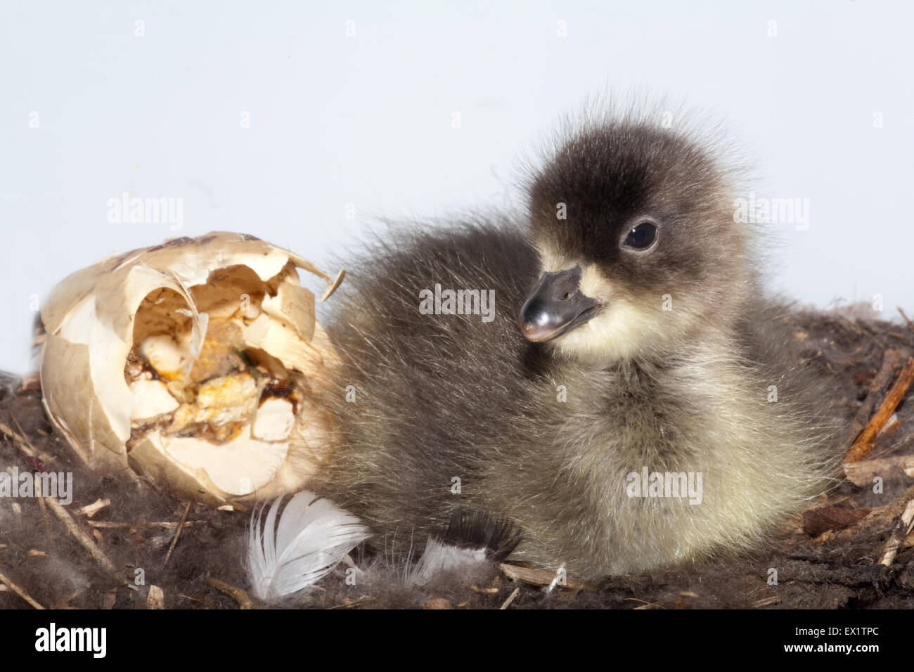Rothalsgans (Branta Ruficollis). Gerade geschlüpften Gosling Daunen gefüttert Nest, nach 23 Tagen Inkubation. Leere Hülle. Stockfoto