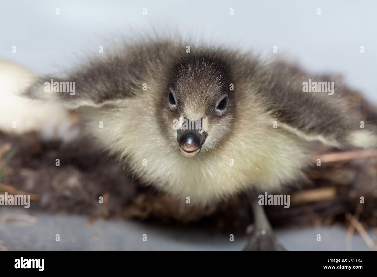 Rothalsgans (Branta Ruficollis). Stunden alt Gosling nahenden Kamera - angezogen von hand Bedienung Kamera Bewegung. Stockfoto