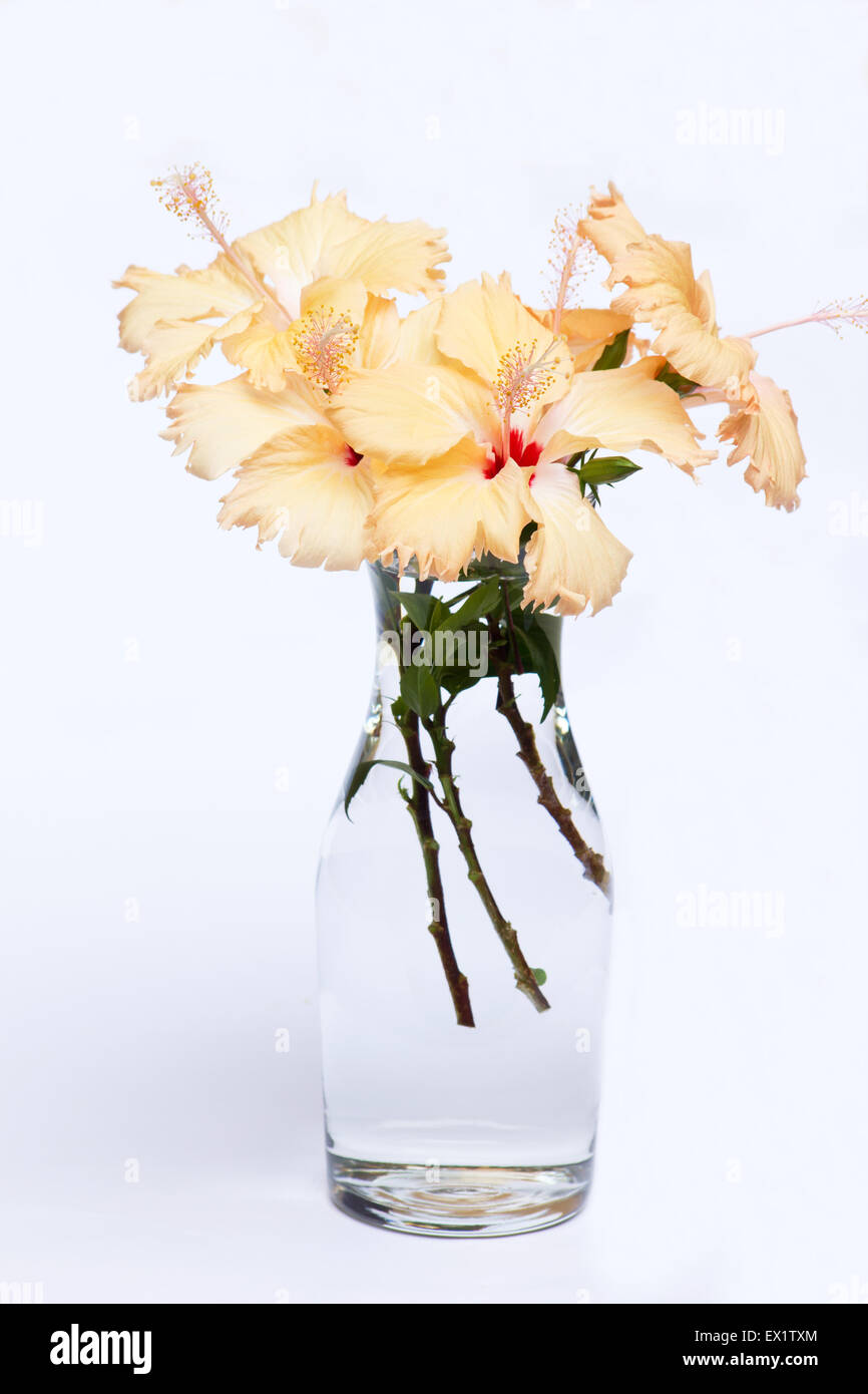 Hibiskus Blumen in einer Vase auf weißem Hintergrund Stockfoto