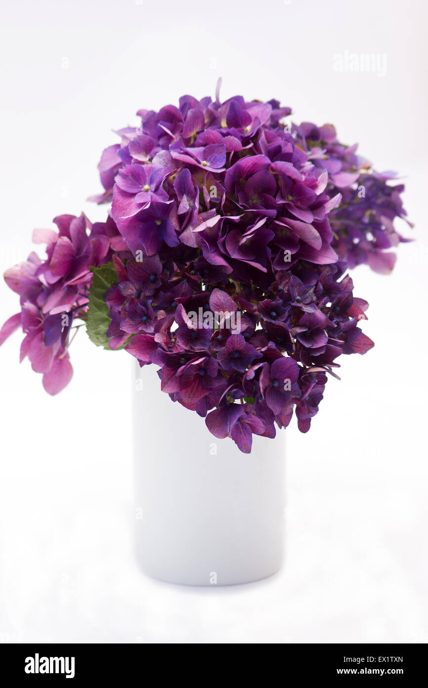 Hortensien-Blumen in einer Vase auf weißem Hintergrund Stockfoto
