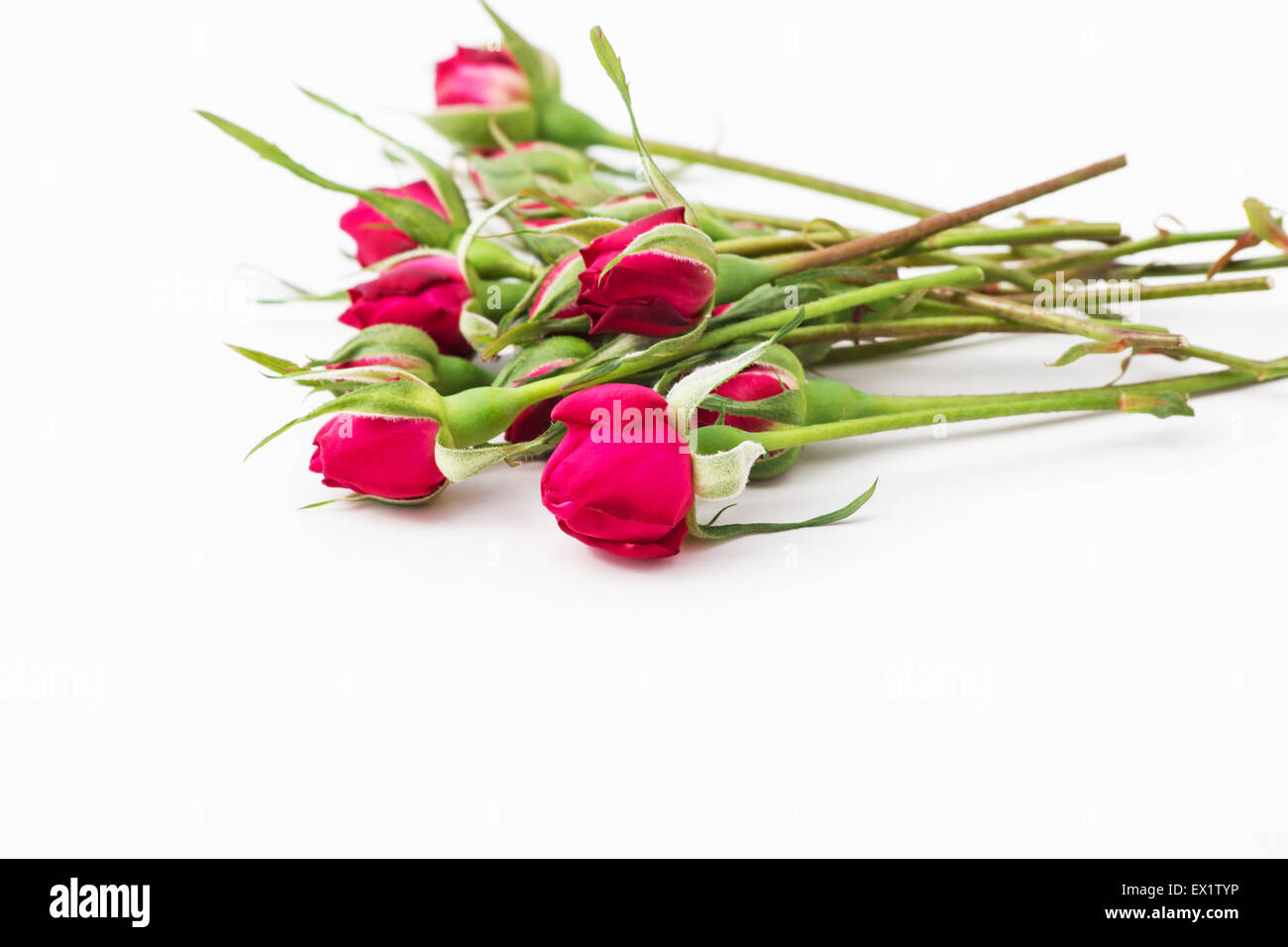 Frische rote Rosenknospen auf weißem Hintergrund Stockfoto
