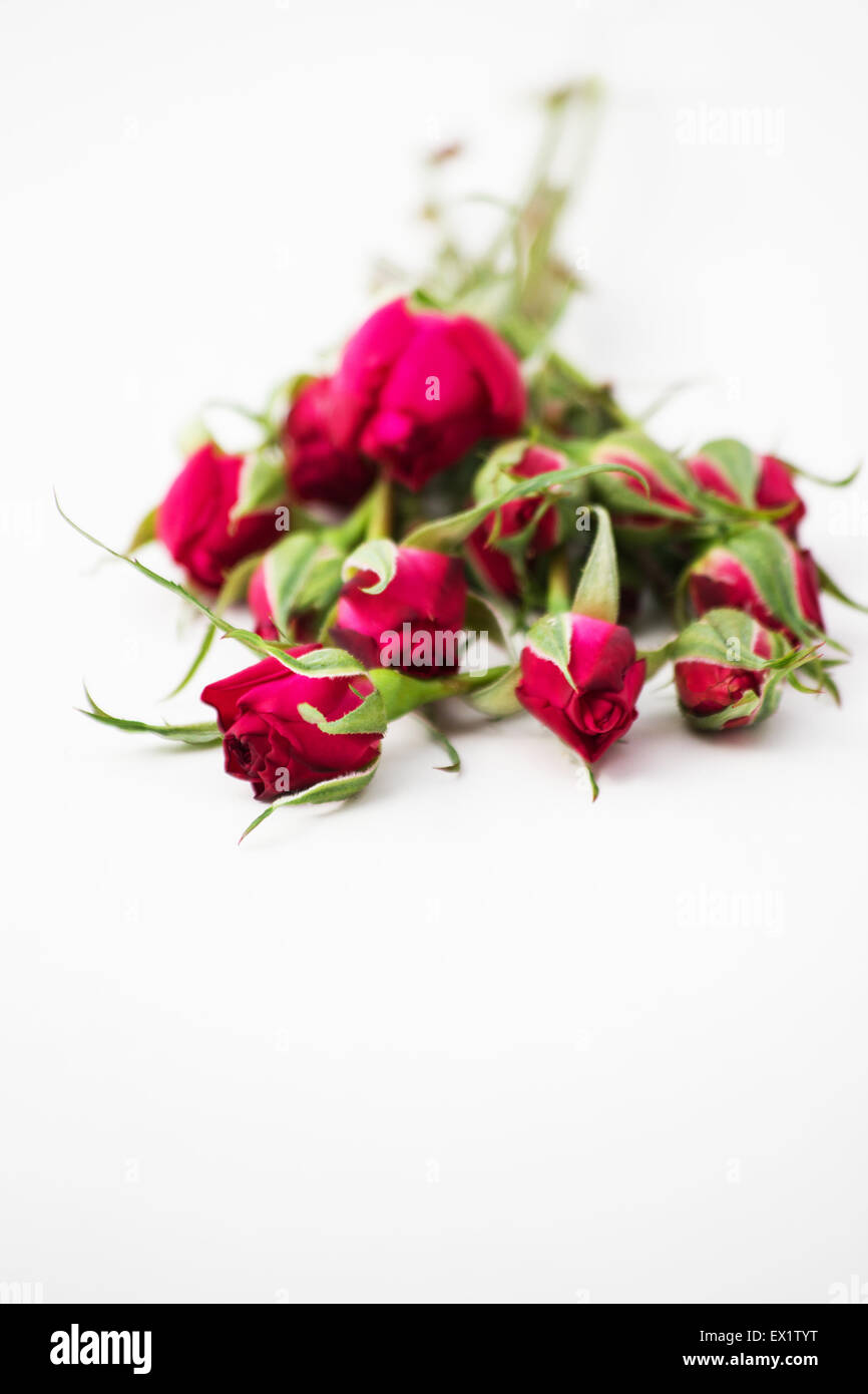Frische rote Rosenknospen auf weißem Hintergrund Stockfoto