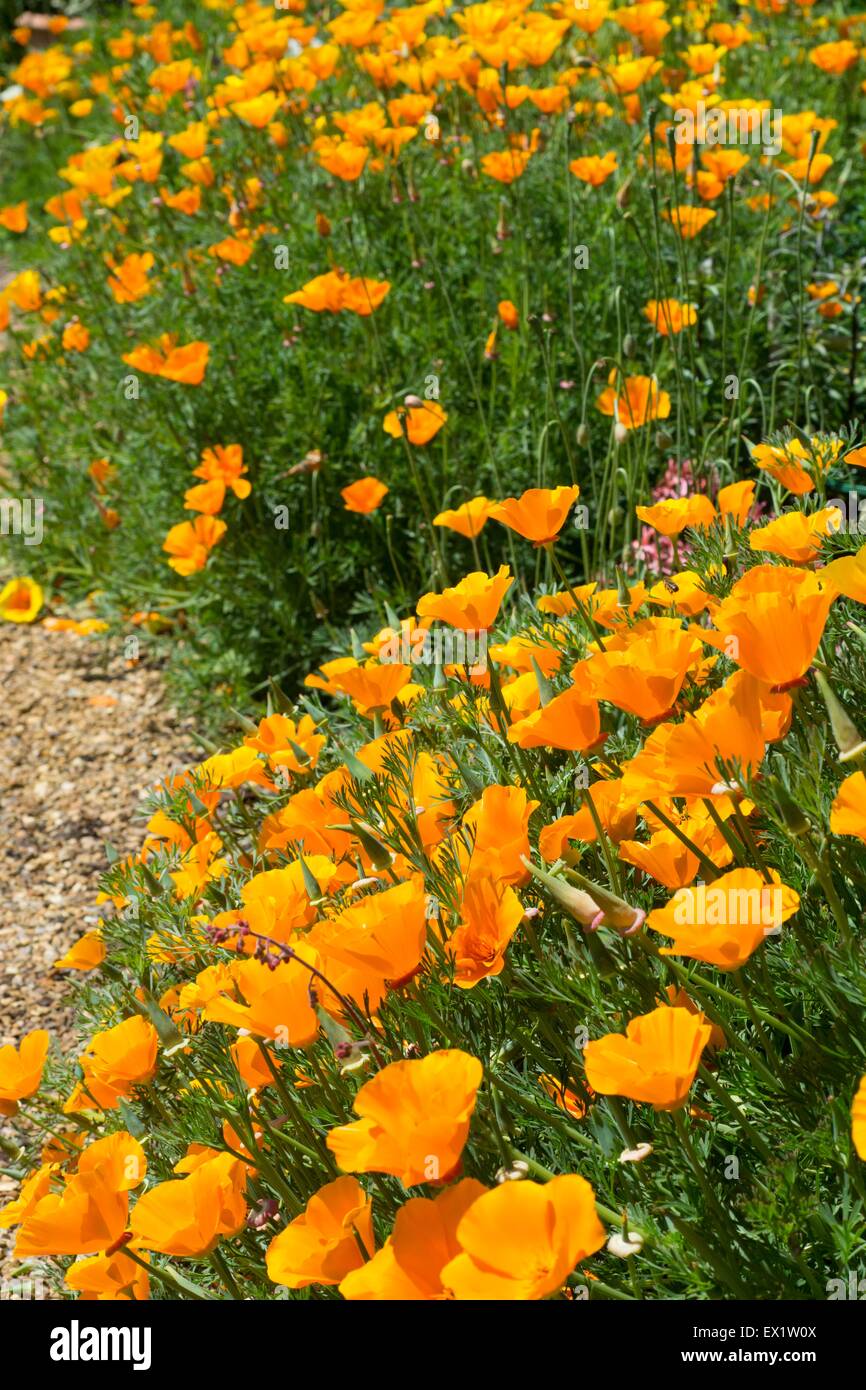 Papaver Nudicaule - arktische Mohn, Island-Mohn, Blüte im Sommergarten Stockfoto