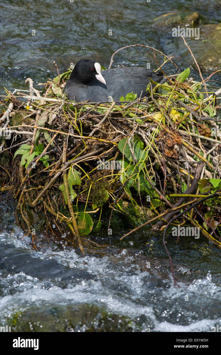 Blässhuhn - Fulica Atra, Altvogel auf Nest, Fluss Wye, Derbyshire, England, Stockfoto