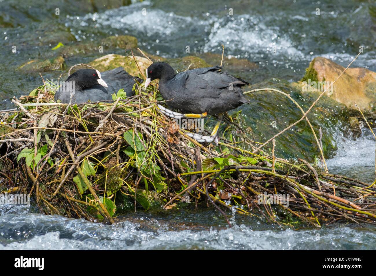 Blässhuhn - Fulica Atra, Beide Altvögel anwesend am Nest, Fluss Wye, Derbyshire, England, Stockfoto