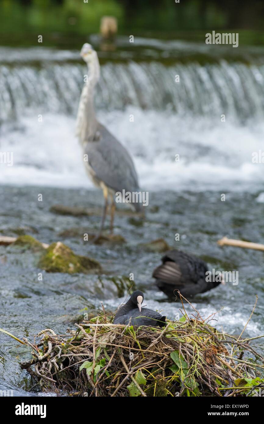 Blässhuhn - Fulica Atra, Altvogel auf Nest mit zweiten Erwachsenen anzeigen Verteidigung Haltung, Graureiher, River Wye, Derbyshire, Englan Stockfoto