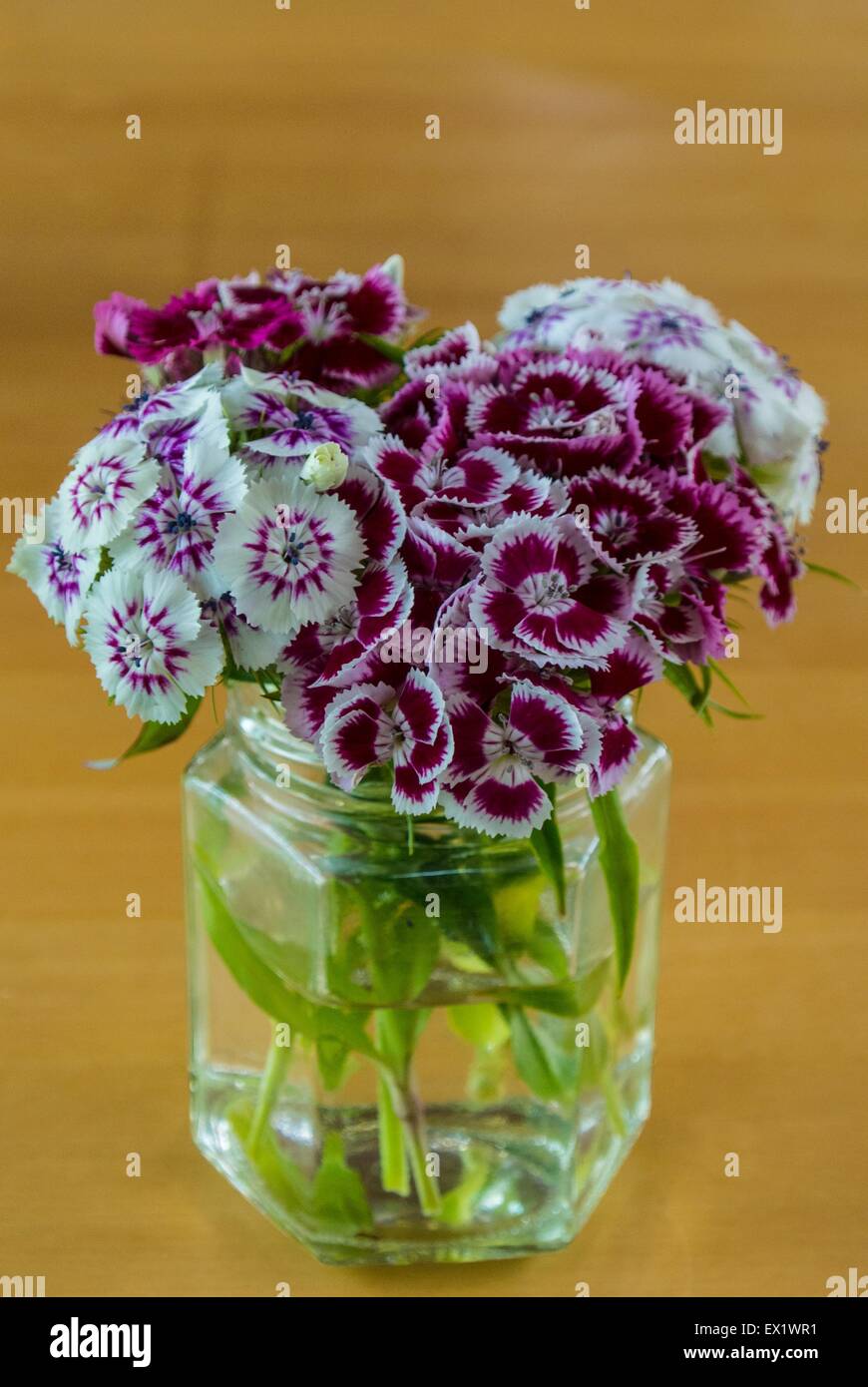 Blumenstrauß von Sweet William Blumen im Marmeladenglas Stockfoto