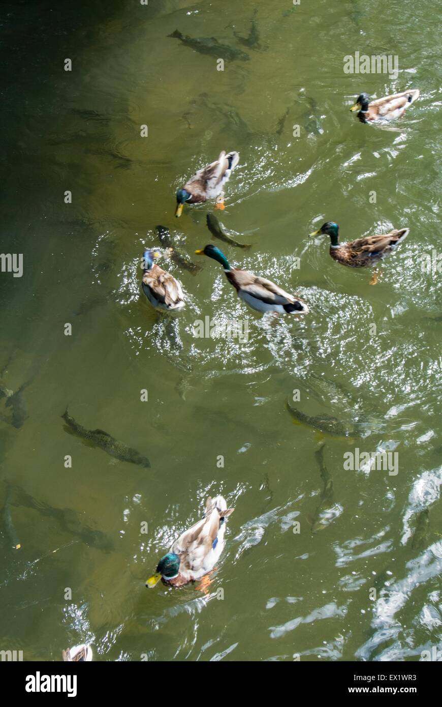 Enten Süßwasserfische. Fluss Wye Stockfoto