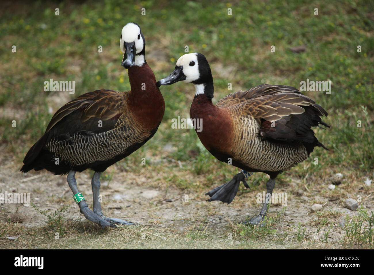White-faced pfeifende Ente (Dendrocygna Viduata) im Schönbrunn Zoo in Wien, Österreich. Stockfoto