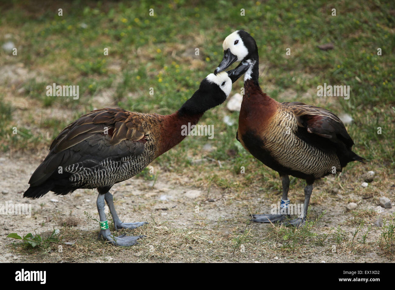 White-faced pfeifende Ente (Dendrocygna Viduata) im Schönbrunn Zoo in Wien, Österreich. Stockfoto