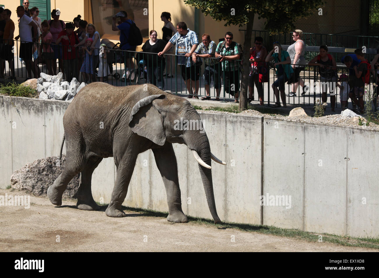 Besucher schauen Sie sich die afrikanischen Bush Elefanten (Loxodonta Africana) im Schönbrunn Zoo in Wien, Österreich. Stockfoto