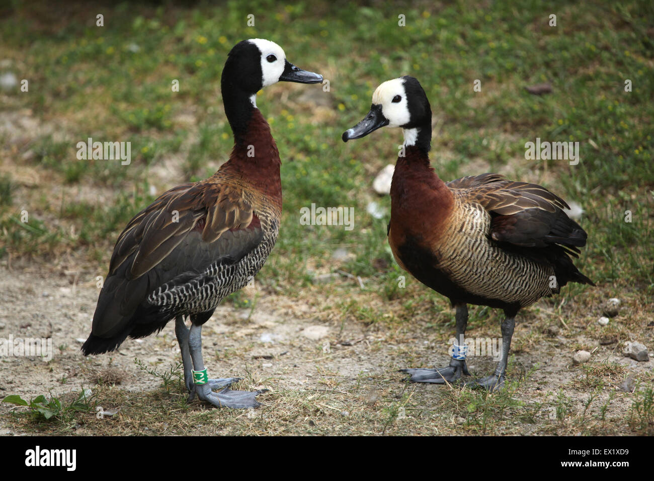 White-faced pfeifende Ente (Dendrocygna Viduata) im Schönbrunn Zoo in Wien, Österreich. Stockfoto