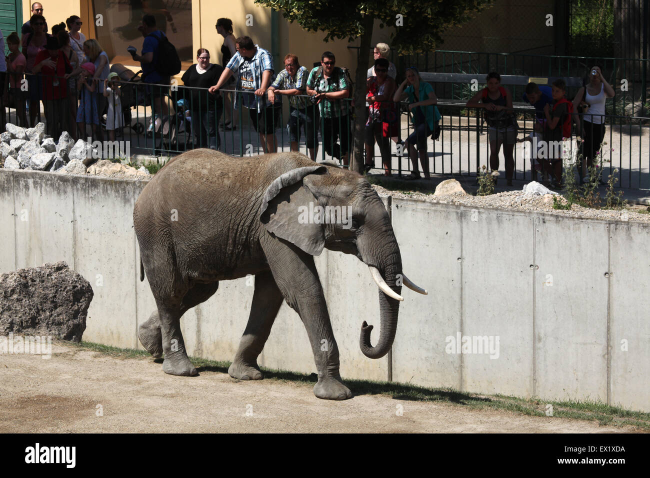 Besucher schauen Sie sich die afrikanischen Bush Elefanten (Loxodonta Africana) im Schönbrunn Zoo in Wien, Österreich. Stockfoto