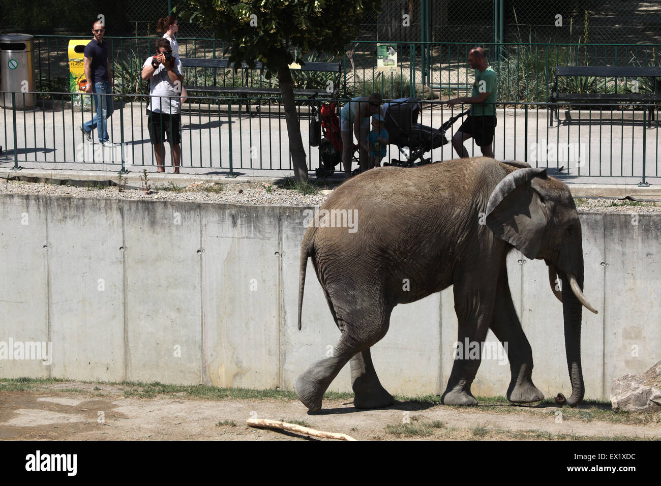 Besucher schauen Sie sich die afrikanischen Bush Elefanten (Loxodonta Africana) im Schönbrunn Zoo in Wien, Österreich. Stockfoto