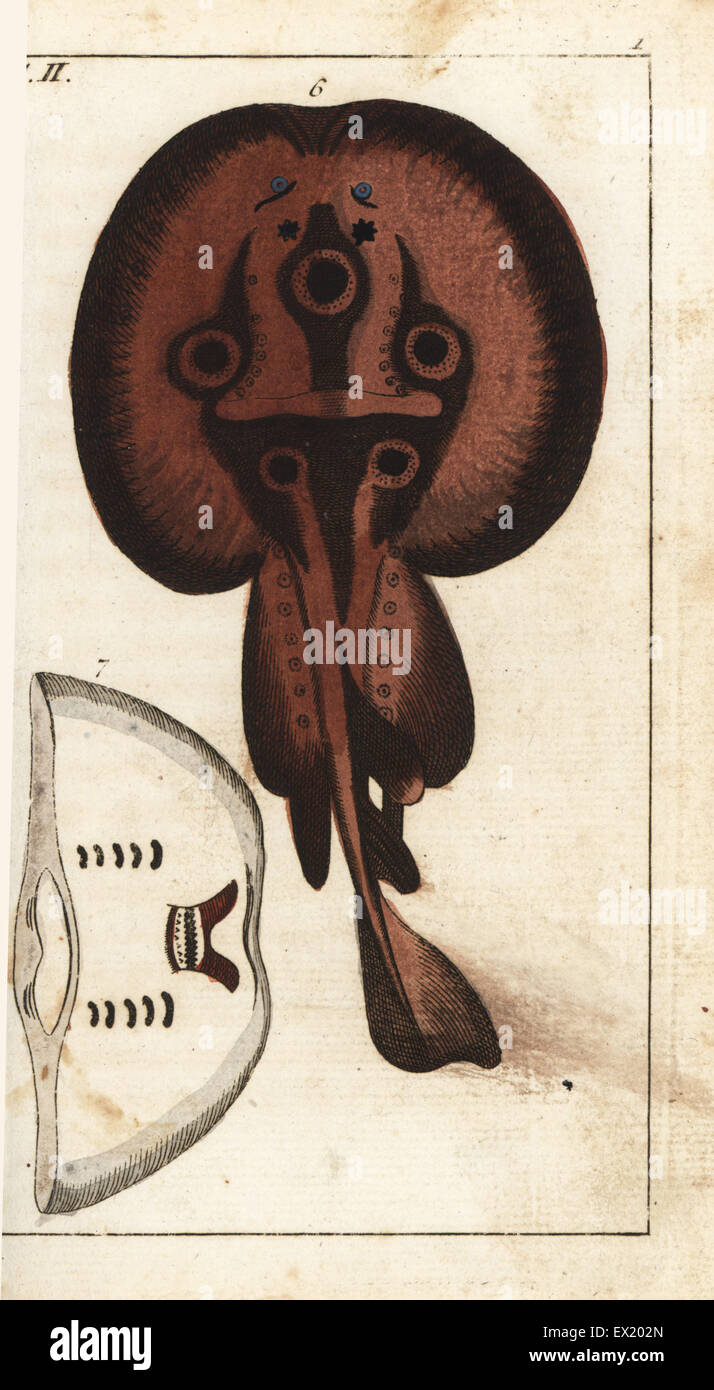 Gemeinsamen Torpedo Strahl, Raja Torpedo. Natürlich Kupferstich von Gottlieb Tobias Wilhelm Encyclopedia of Natural History: Fisch, Augsburg, 1804. Wilhelm (1758-1811) war ein bayerischer Pfarrer und Naturforscher, bekannt als die deutsche Buffon. Stockfoto