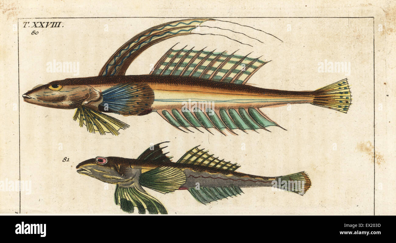 Leierfischen, Callionymus Lyra 80,81. Natürlich Kupferstich von Gottlieb Tobias Wilhelm Encyclopedia of Natural History: Fisch, Augsburg, 1804. Wilhelm (1758-1811) war ein bayerischer Pfarrer und Naturforscher, bekannt als die deutsche Buffon. Stockfoto