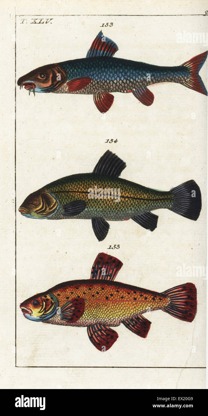 Barbus Barbus 153, Barben, Schleien, Tinca Tinca 154, und Preußische Karpfen oder Goldfisch, Carassius Auratus Auratus 155. Natürlich Kupferstich von Gottlieb Tobias Wilhelm Encyclopedia of Natural History: Fisch, Augsburg, 1804. Wilhelm (1758-1811) war ein bayerischer Pfarrer und Naturforscher, bekannt als die deutsche Buffon. Stockfoto