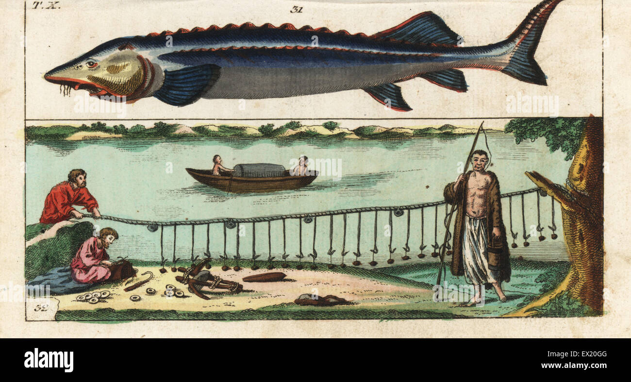 Beluga Stör, Huso Huso und Fangmethoden mit Haken und Linie. Gefährdet ...