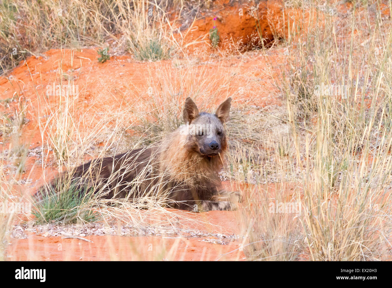 Braune Hyäne in der grüne Kalahari, Südafrika Stockfoto