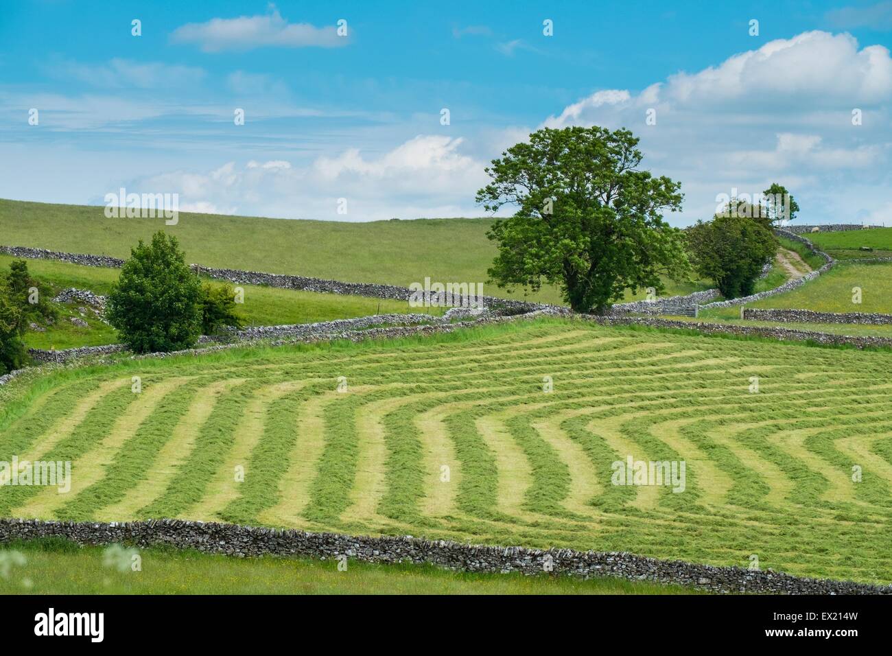 Frisch geschnitten Sie Mähwiese. Stockfoto