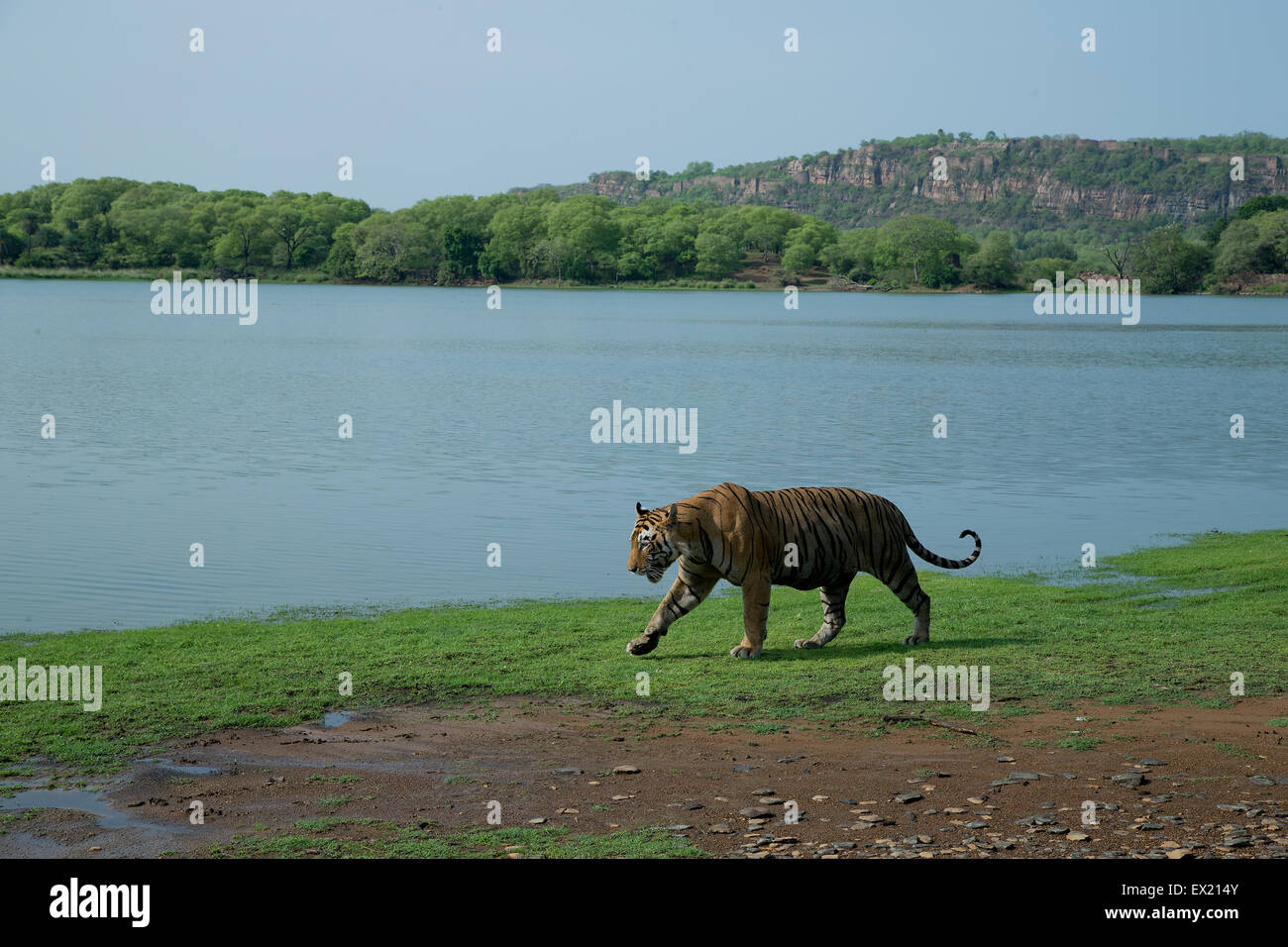 Royal Bengal Tiger zu Fuß vor dem Hintergrund des Ranthambhore Forts im Ranthambhore National Park Stockfoto