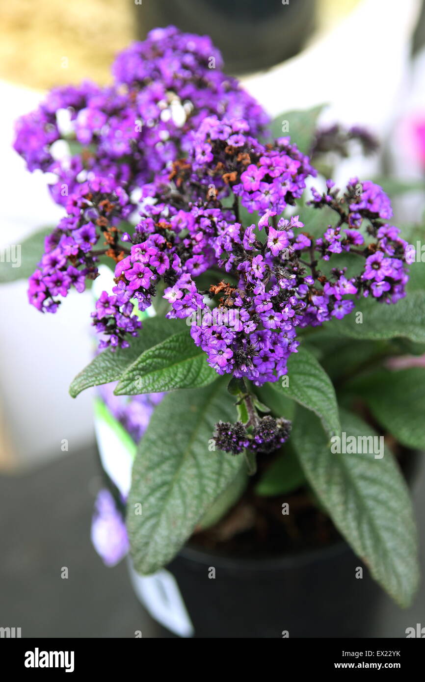 Heliotrop Marino Blau Blumen in voller Blüte Stockfoto