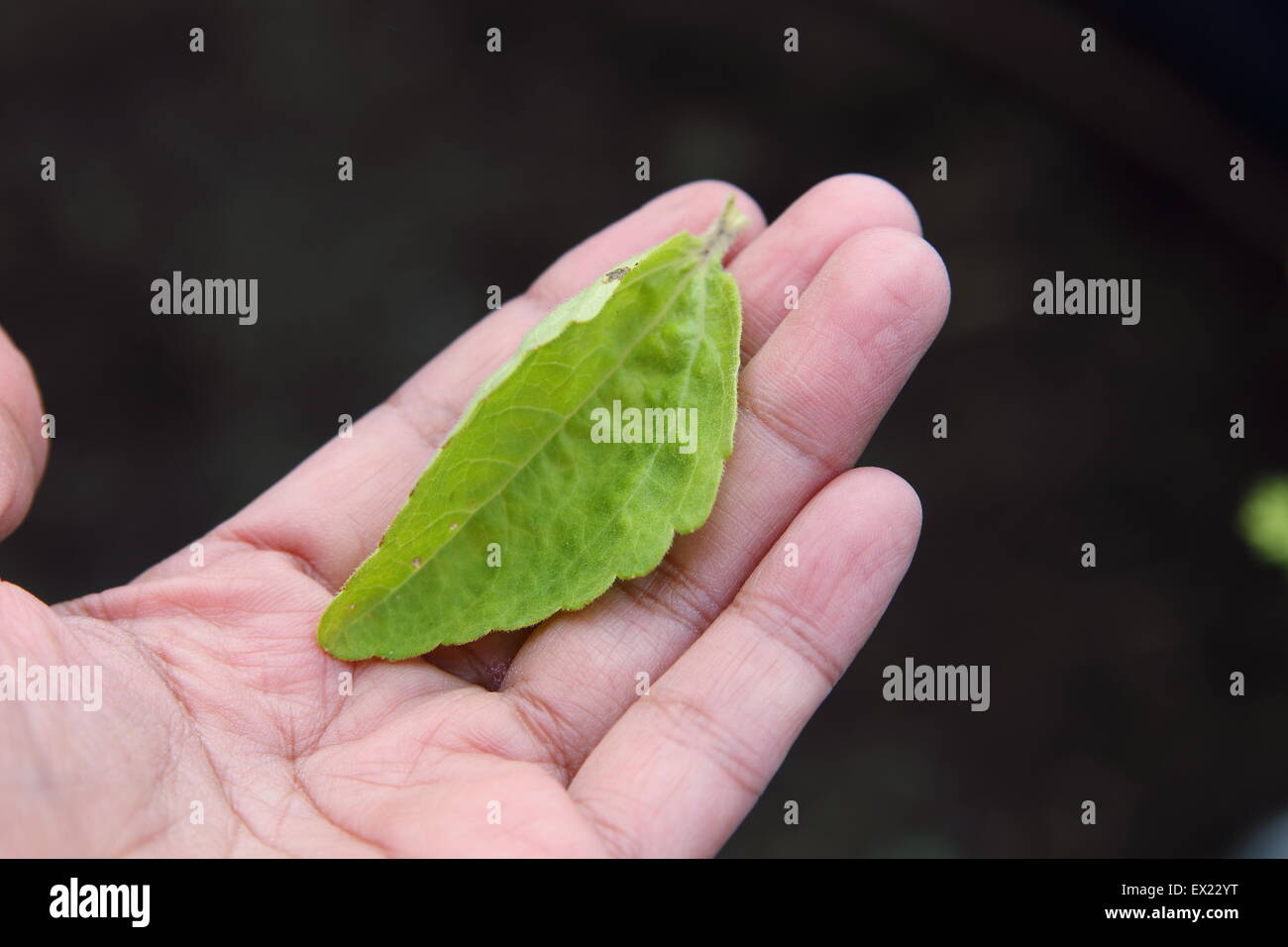 Süßes Kraut Stevia Rebaudiana Blatt halten in der hand Stockfoto