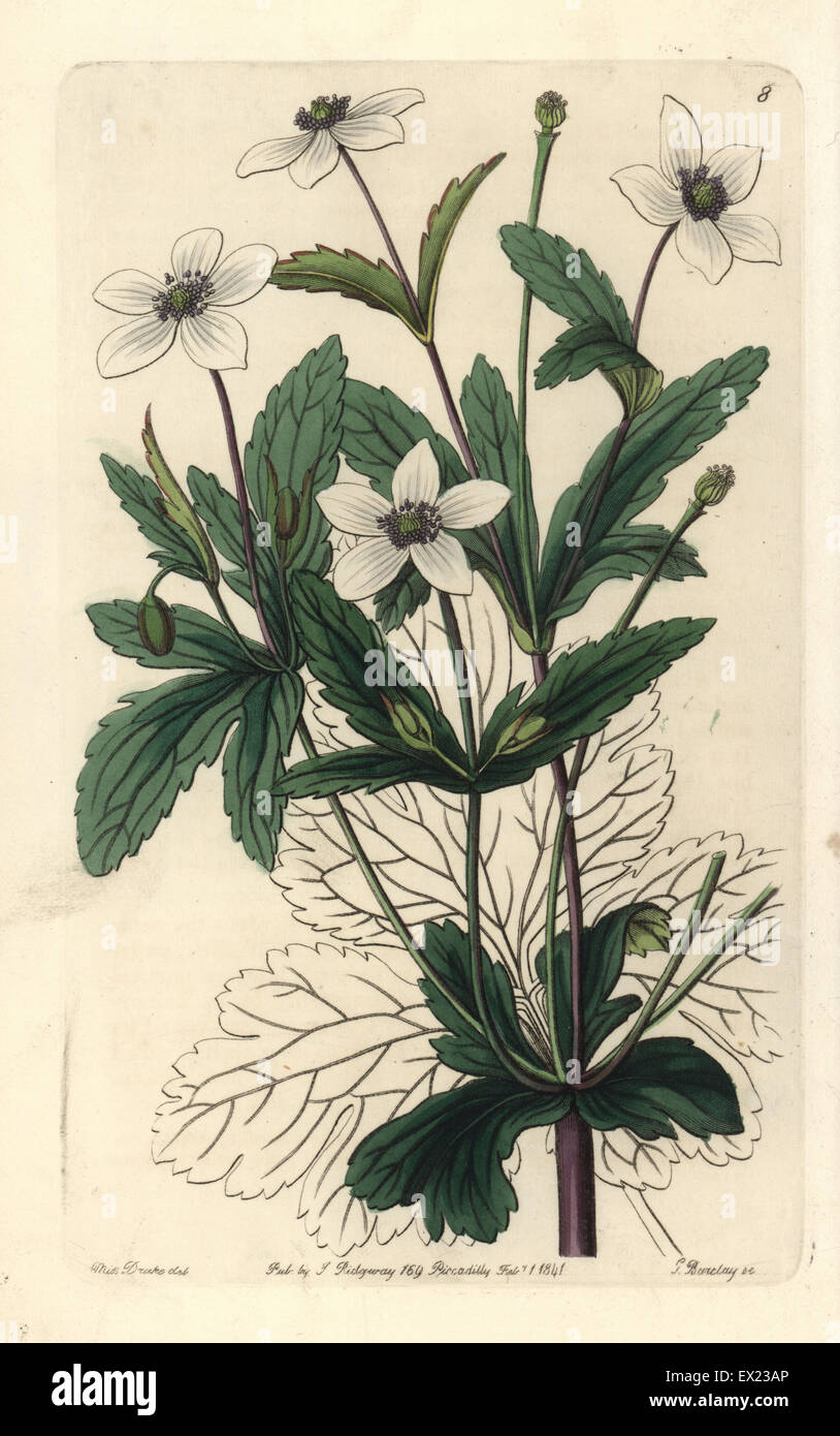 Rill Anemone, Anemone Rivularis. Handkoloriert Kupferstich von George Barclay nach einer Illustration von Miss Sarah Drake von Edwards botanische registrieren, herausgegeben von John Lindley, London, Ridgeway, 1841. Stockfoto