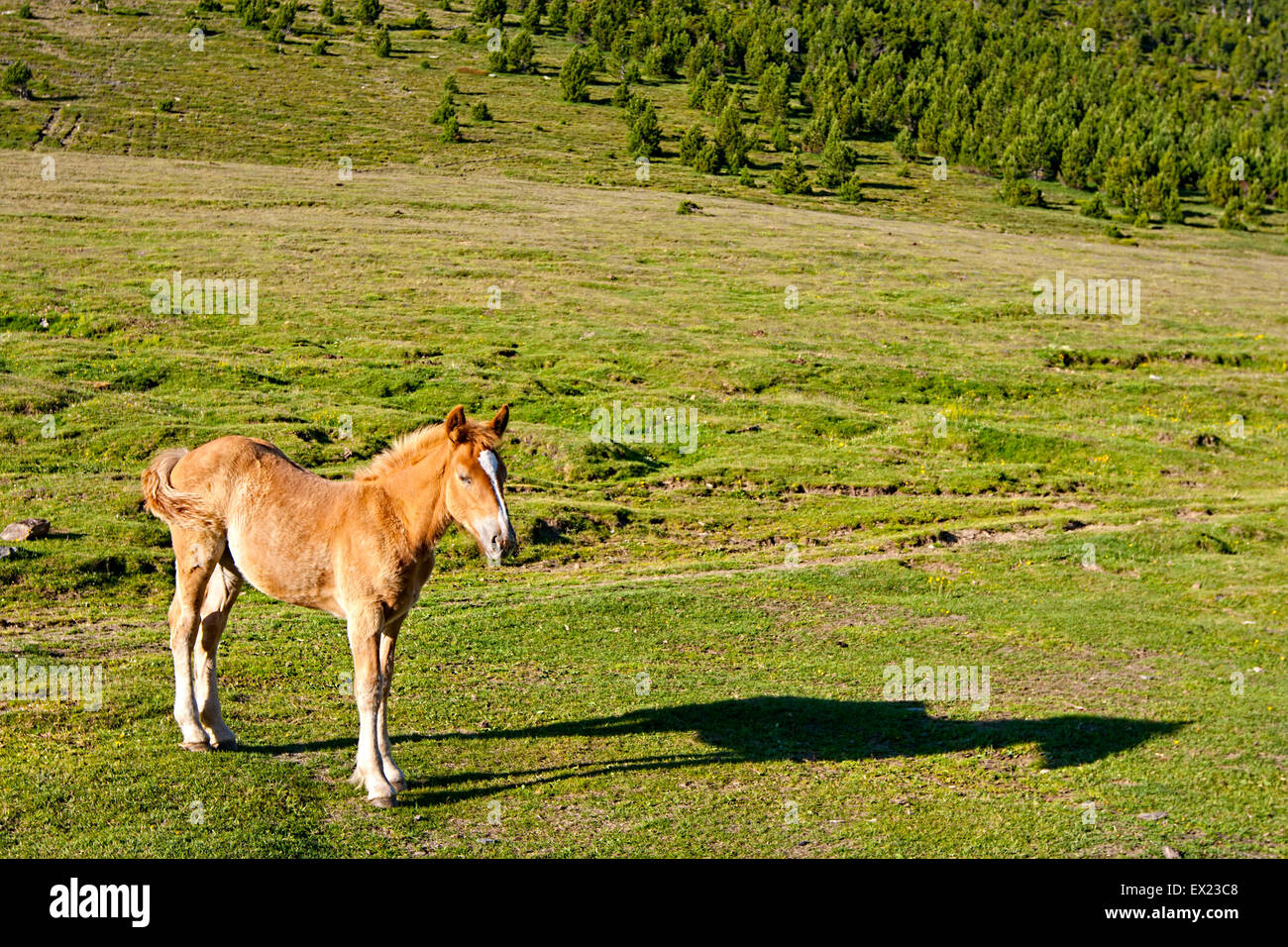 Hübsche junge Pferd genießen der warmen Morgensonne hoch in den andorranischen Bergen der Pyrenäen Stockfoto