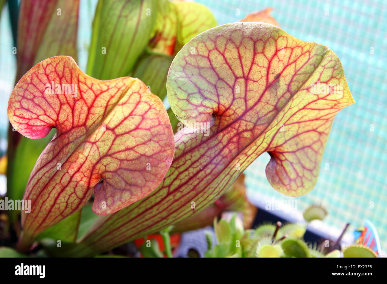 Nahaufnahme von Canivorous gelbe Kannenpflanzen - Sarracenia purpurea Stockfoto