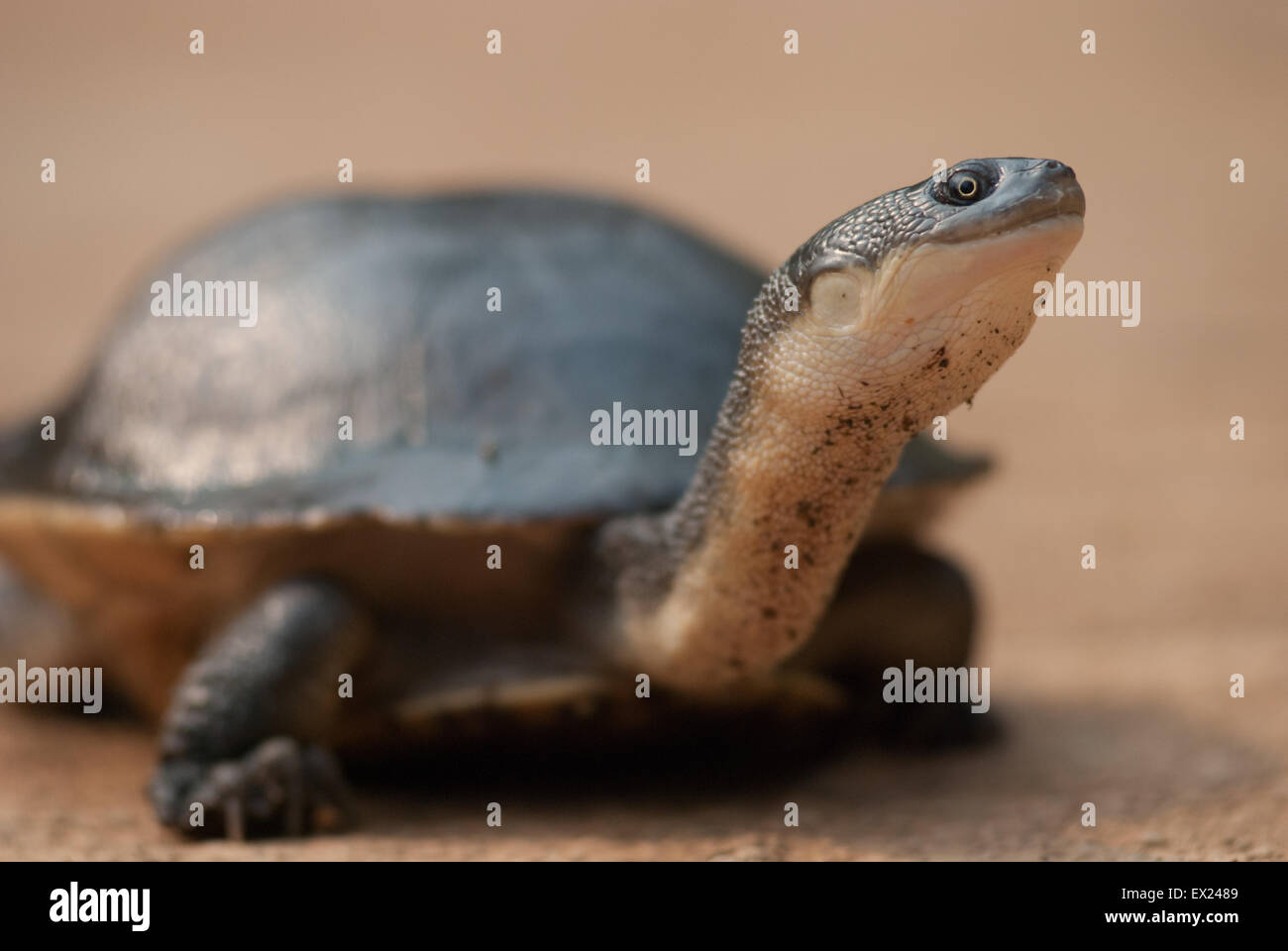 Porträt einer fast ausgestorbenen Rote Island Schlangenhalsschildkröte (Chelodina mccordi) an einer zugelassenen Ex-situ-Brutstätte in Jakarta, Indonesien. Stockfoto