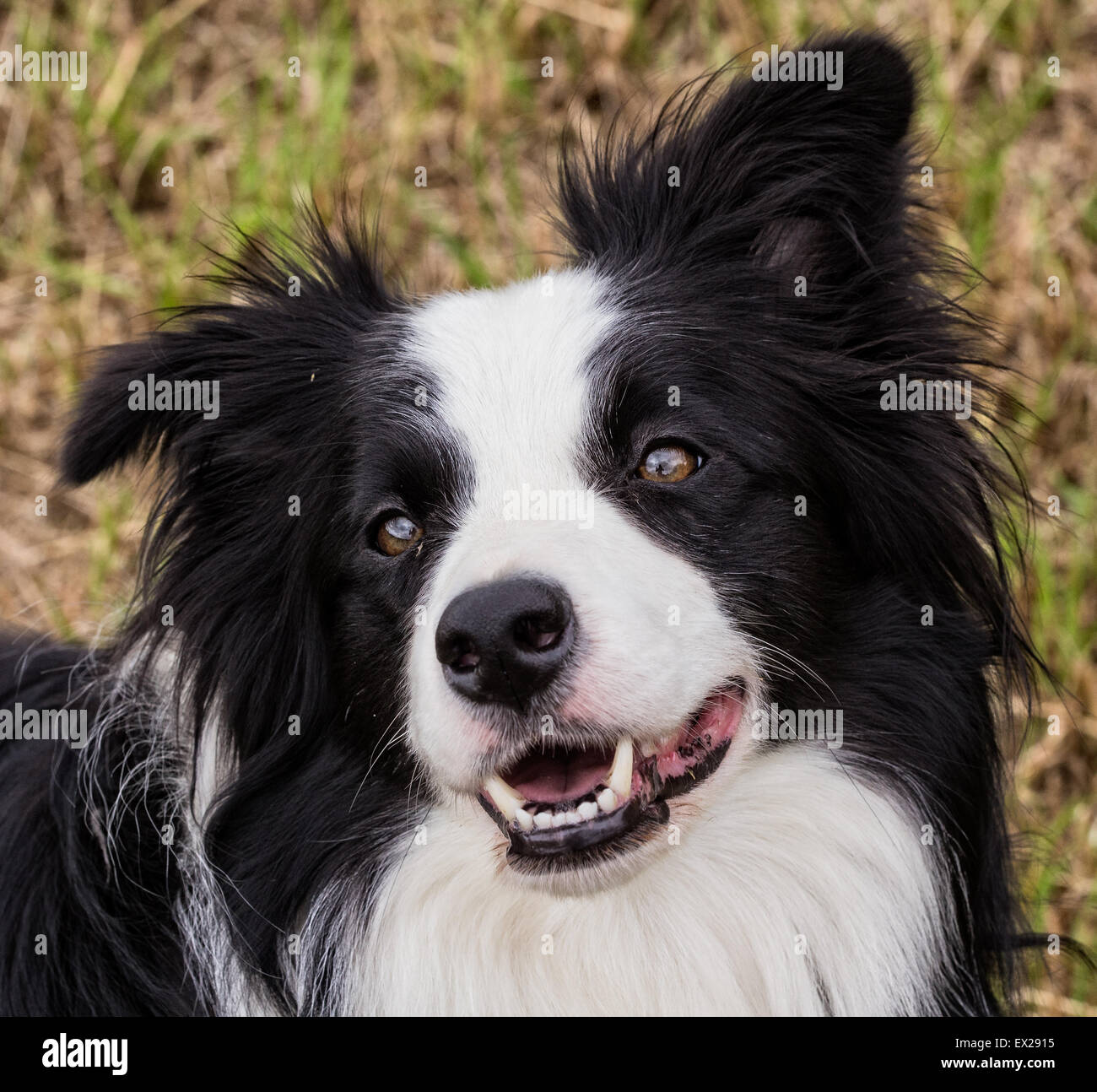 Ein glückliche junge Border Collie lächelnd Porträt Stockfoto