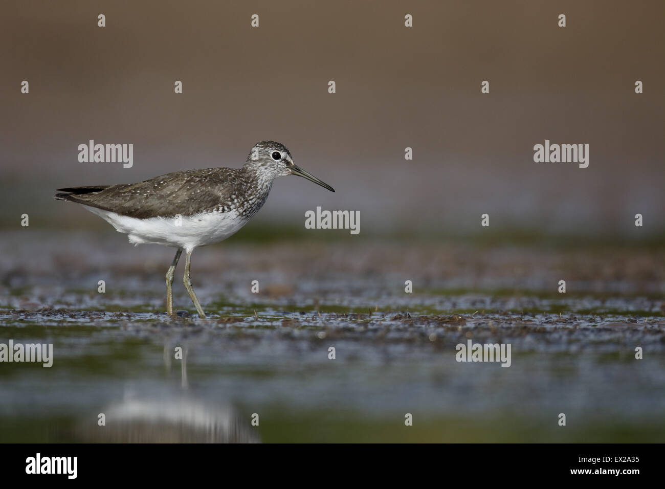Grüne Flussuferläufer, Tringa Ochropus, einziger Vogel durch Wasser, Warwickshire, Juli 2015 Stockfoto