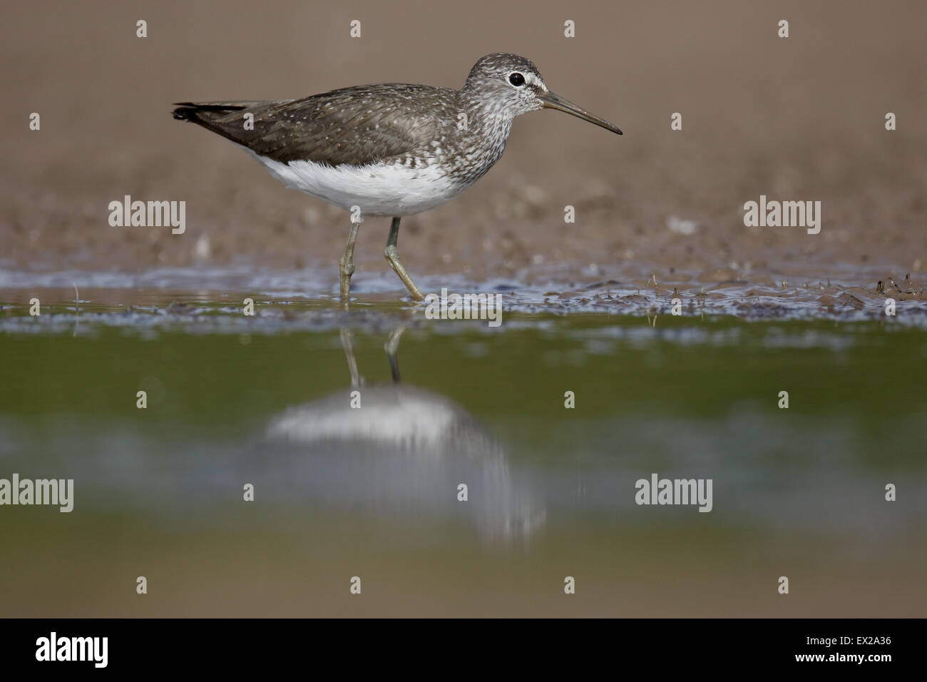 Grüne Flussuferläufer, Tringa Ochropus, einziger Vogel durch Wasser, Warwickshire, Juli 2015 Stockfoto