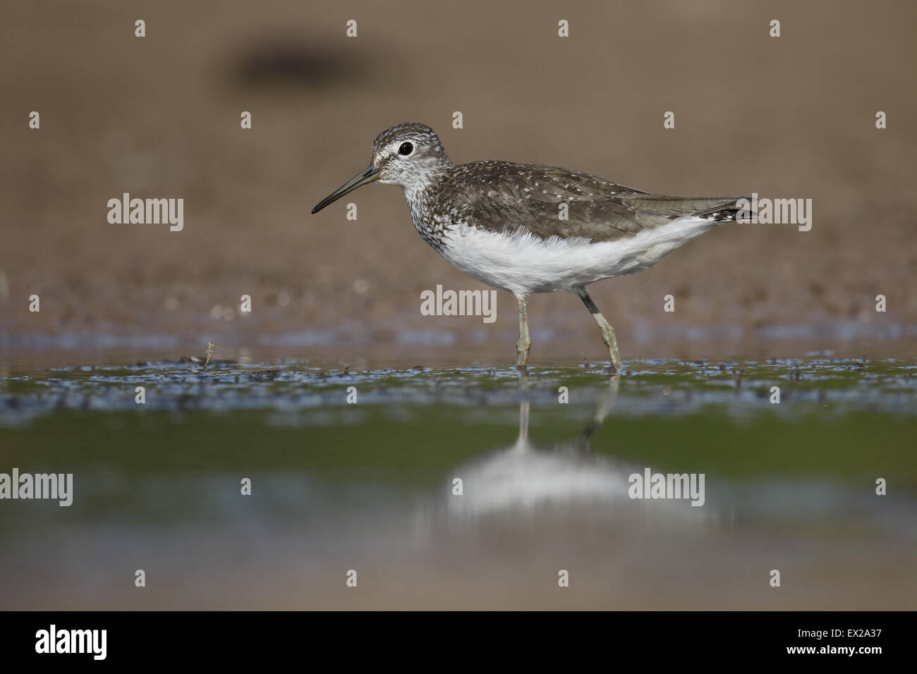 Grüne Flussuferläufer, Tringa Ochropus, einziger Vogel durch Wasser, Warwickshire, Juli 2015 Stockfoto