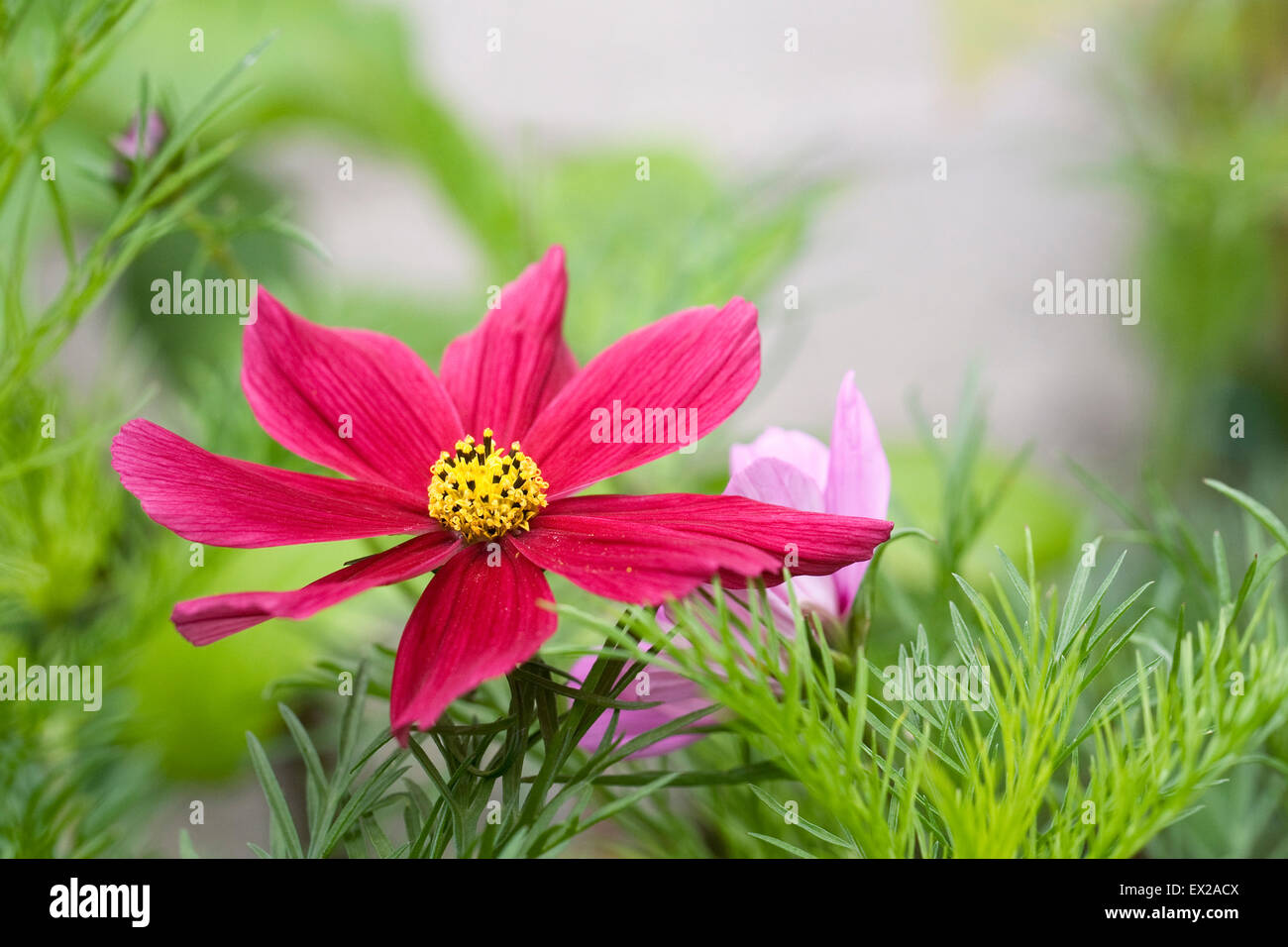 Cosmos Bipinnatus 'Antike' Stockfoto