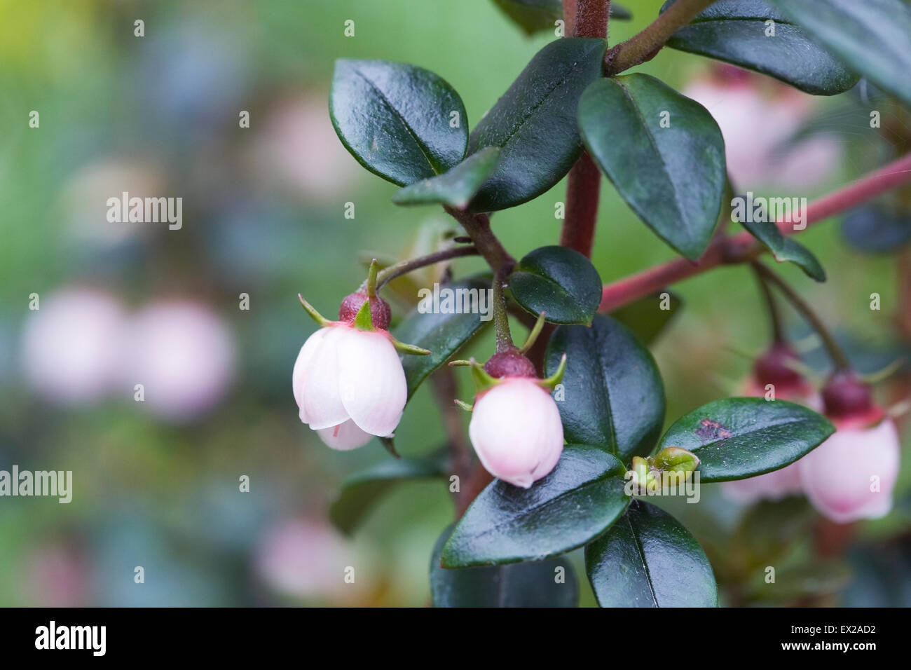 Ugni Molinae 'Ka-Pow' Blumen. Chilenische Guave im Garten. Stockfoto