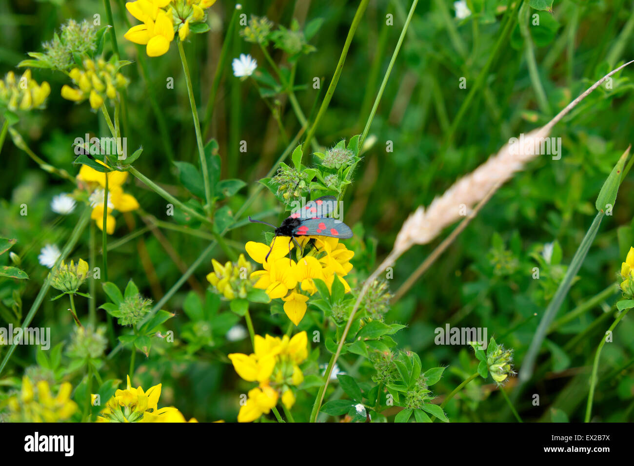 5 spot Burnet Motten auf eine gemeinsame gelben Vogel's – Foot Trefoil Wildblumen (Lotus Corniculatus) in Carmarthenshire, Wales UK KATHY DEWITT Stockfoto