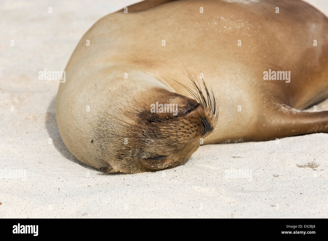 Sea Lion Welpen schlafen Oberseite unten am Strand Stockfoto