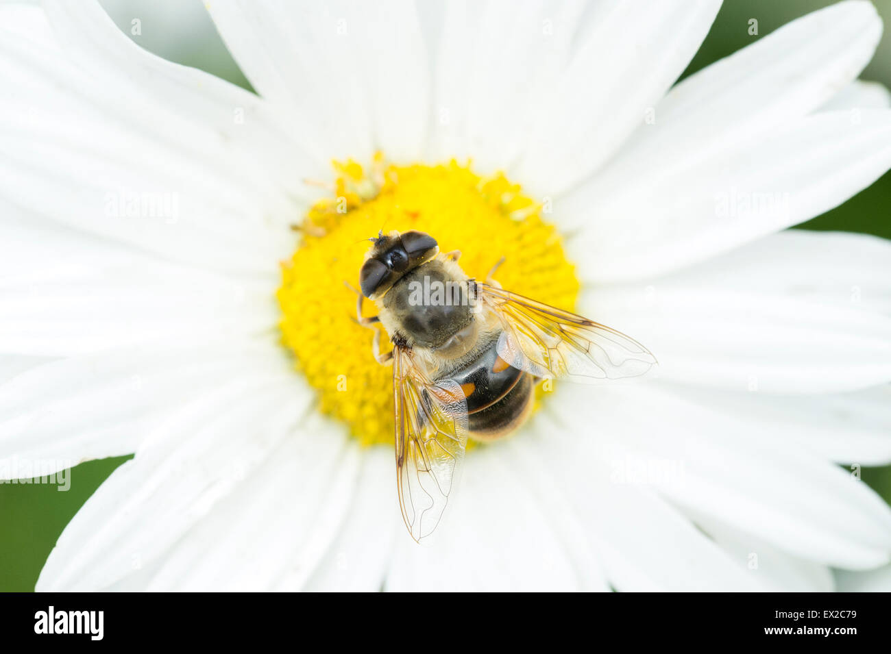 Eine europäische Hoverfly (Eristalis Tenax) auf eine weiße Daisy (Leucanthemum Vulgare) auf einer wilden Wiese in East Yorkshire Stockfoto