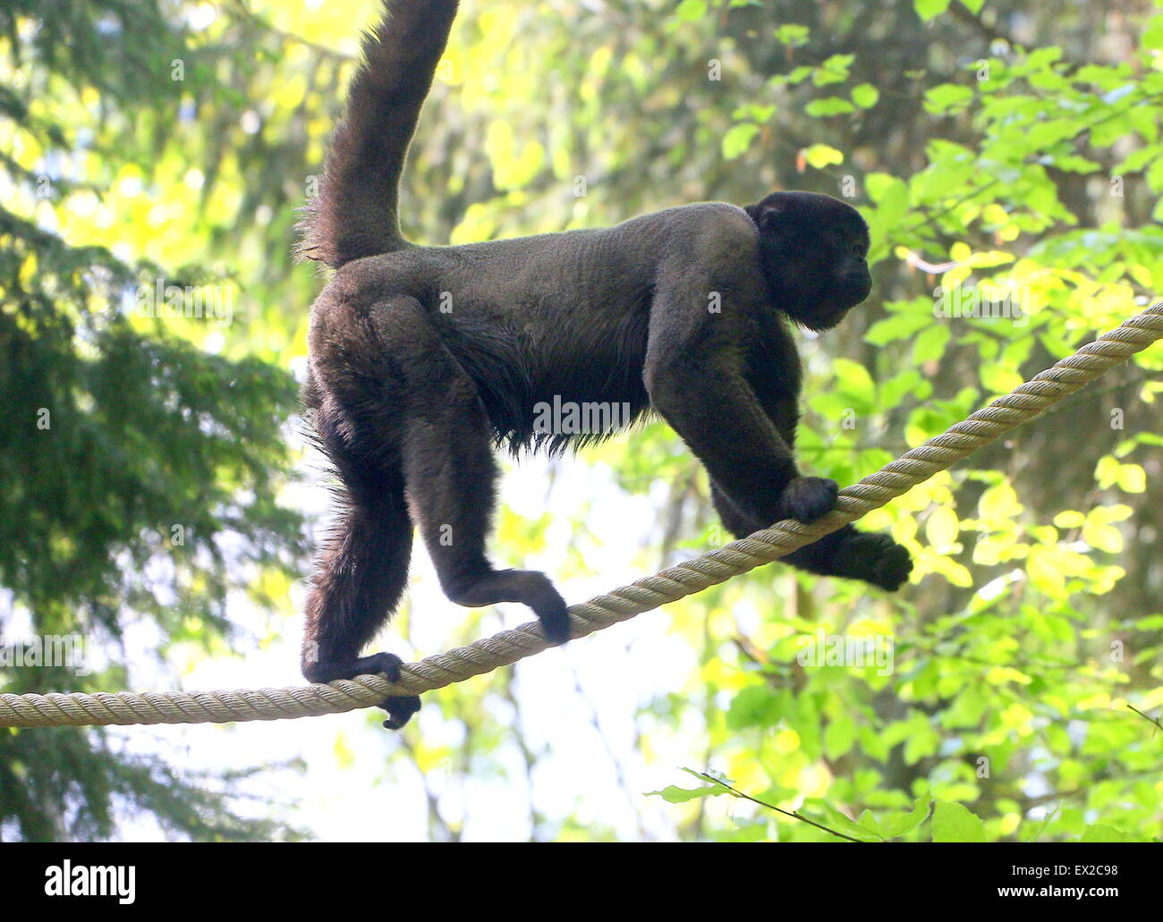 Braun oder Humboldts wollige Affen (Lagothrix Lagotricha) laufen die Seile im Zoo Apenheul Primate, Apeldoorn Niederlande Stockfoto