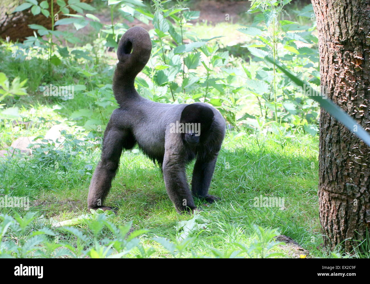 South American gemeinsame braun oder Humboldts wollige Affen (Lagothrix Lagotricha), zu Fuß auf dem Waldboden Stockfoto