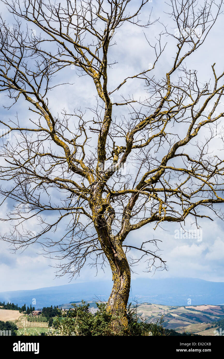 Einsamer Baum auf einem Hügel Stockfoto