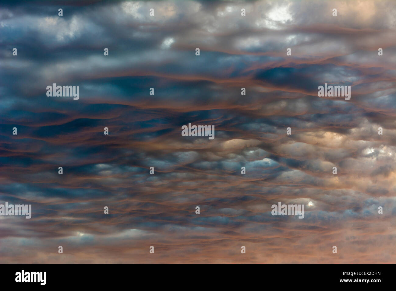 Altocumulus Undulatus Wolken beleuchtet von unten durch das warme Licht der untergehenden Sonne. Stockfoto