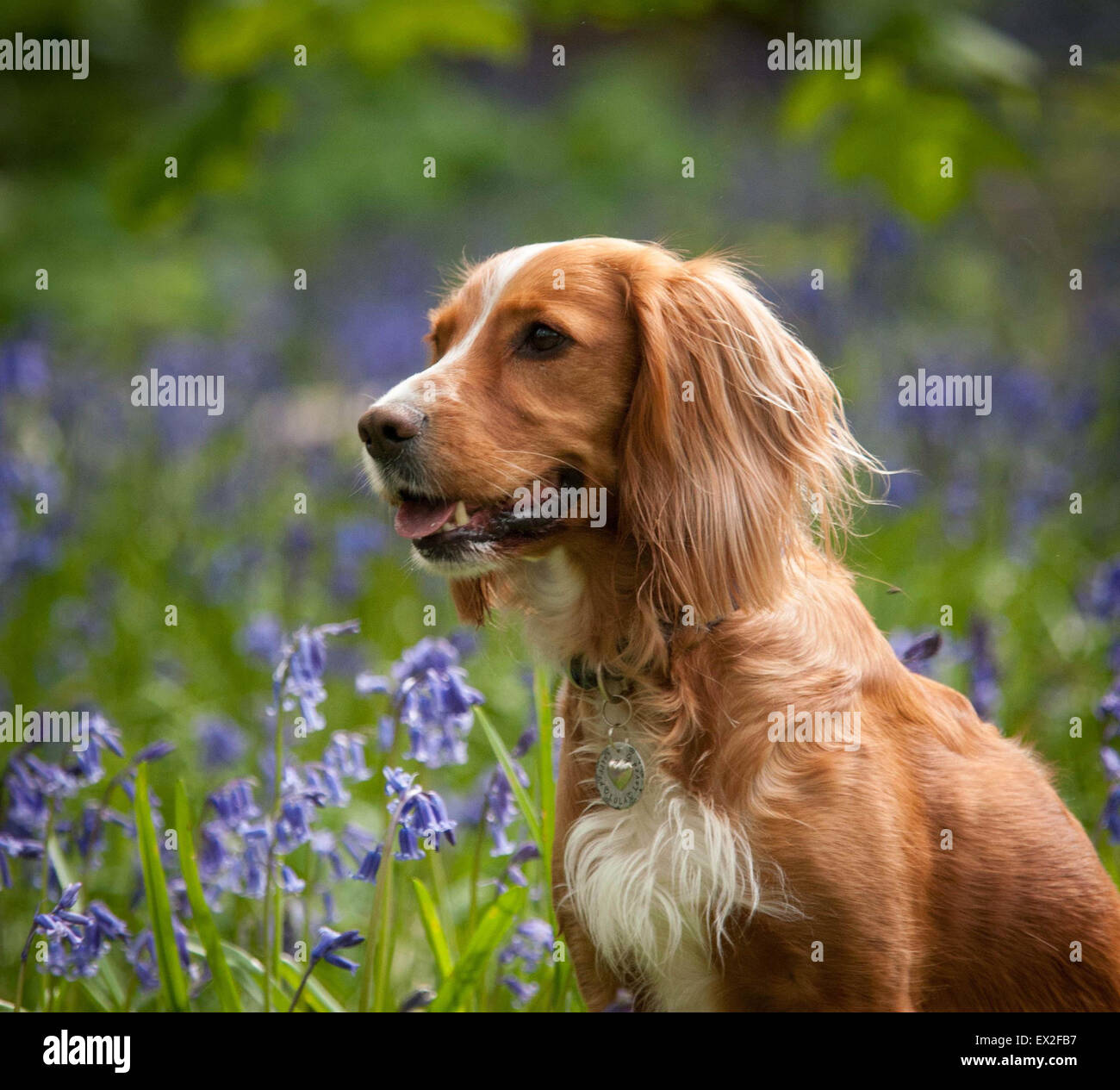 Goldene Cocker Spaniel in Glockenblumen Stockfoto