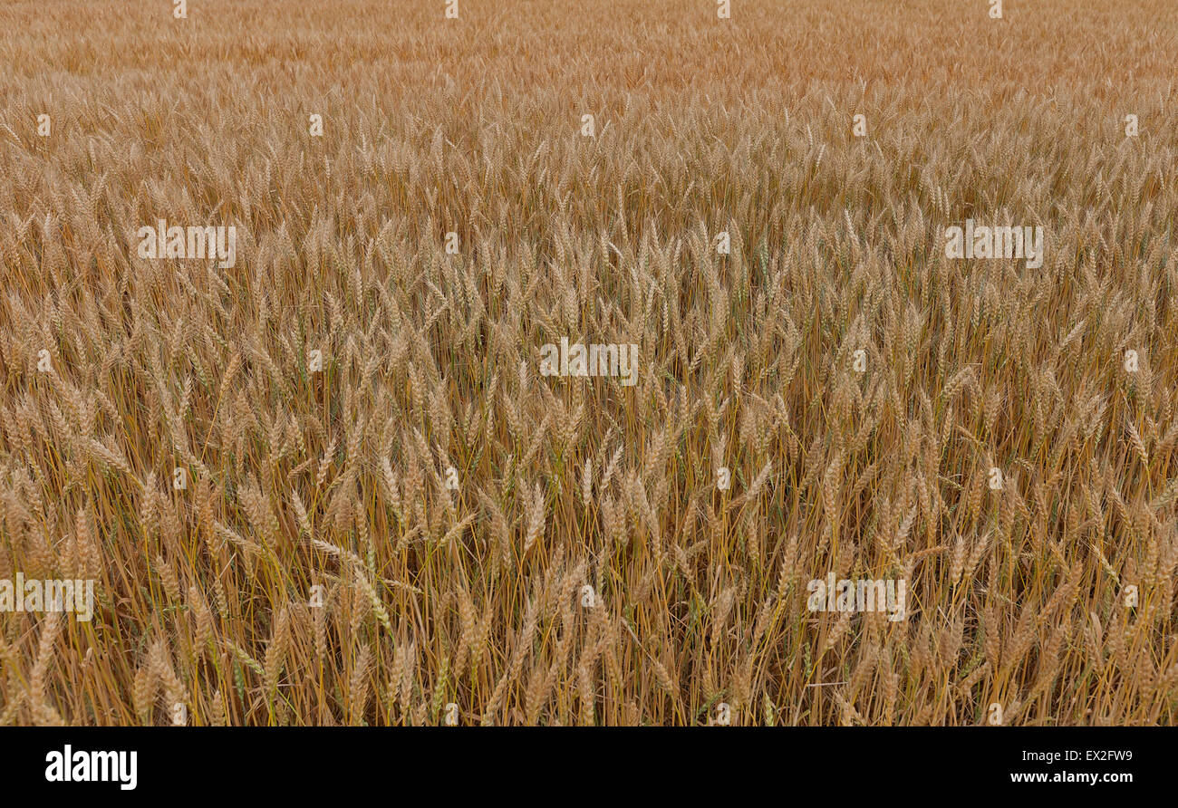 Ohren der japanischen Reife Reis auf dem Reisfeld Hintergrund Stockfoto