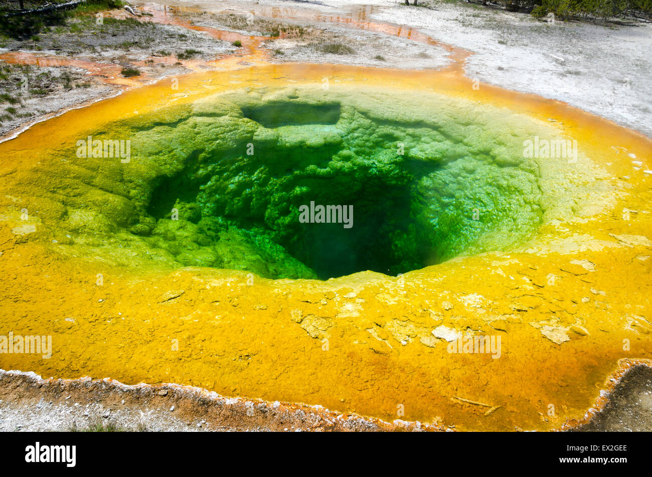 Morning Glory Pool im Yellowstone National Park Stockfoto