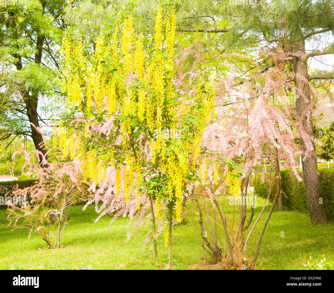 Zwei Pflanzen, gelb - lateinische Name Laburnum Anagyroides, genannt als Golden Shower Tree und goldene Kette und rosa - lateinische Name Tamar Stockfoto