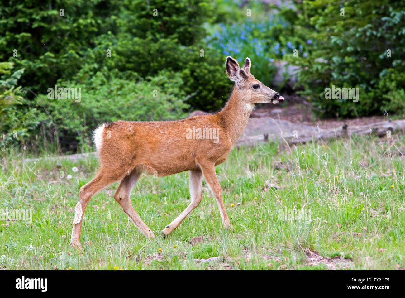 Mule Deer Odocoileus Hemionus Cedar Breaks National Monument, Iron County, Utah, USA 29 Juni junge männliche oder spike Stockfoto
