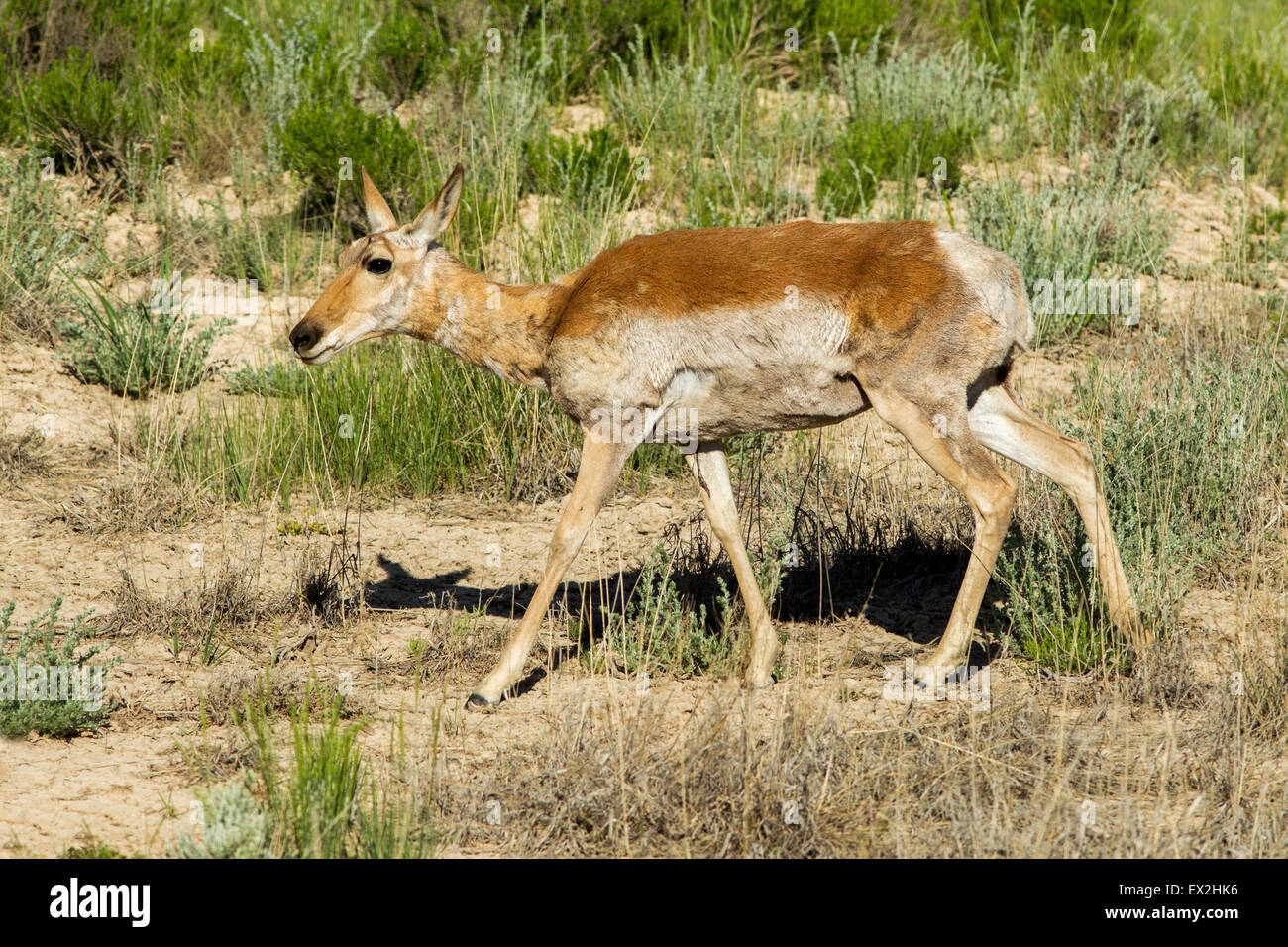 Gabelbock Antilocapra Americana Bryce Canyon Nationalpark, Garfield County, Utah, USA 25 Juni Erwachsenen weiblichen Stockfoto